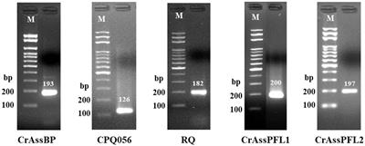 Improvement of crAssphage detection/quantification method and its extensive application for food safety